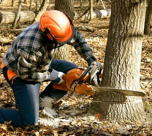 Tree Removal in Hampstead, NH